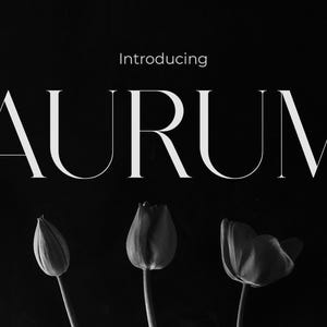 May include: Black and white image featuring the word "AURUM" in a bold, elegant font, with the word "Introducing" above it. Three tulips are positioned below the text, with one in full bloom. The background is solid black.