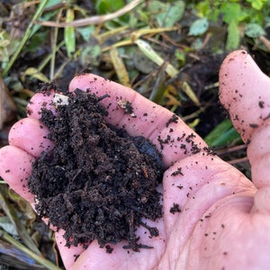 Fresh Florida Worm Castings