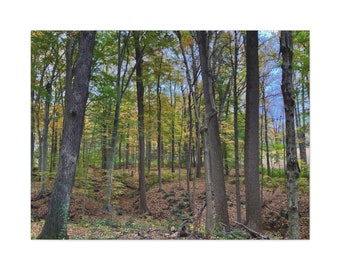 Perfect Forest - Nature - Woods - Tranquil - Peaceful - Calm - Woodlands - Hiking - Home Decor - Trees - Photo on Canvas -Nature Photography