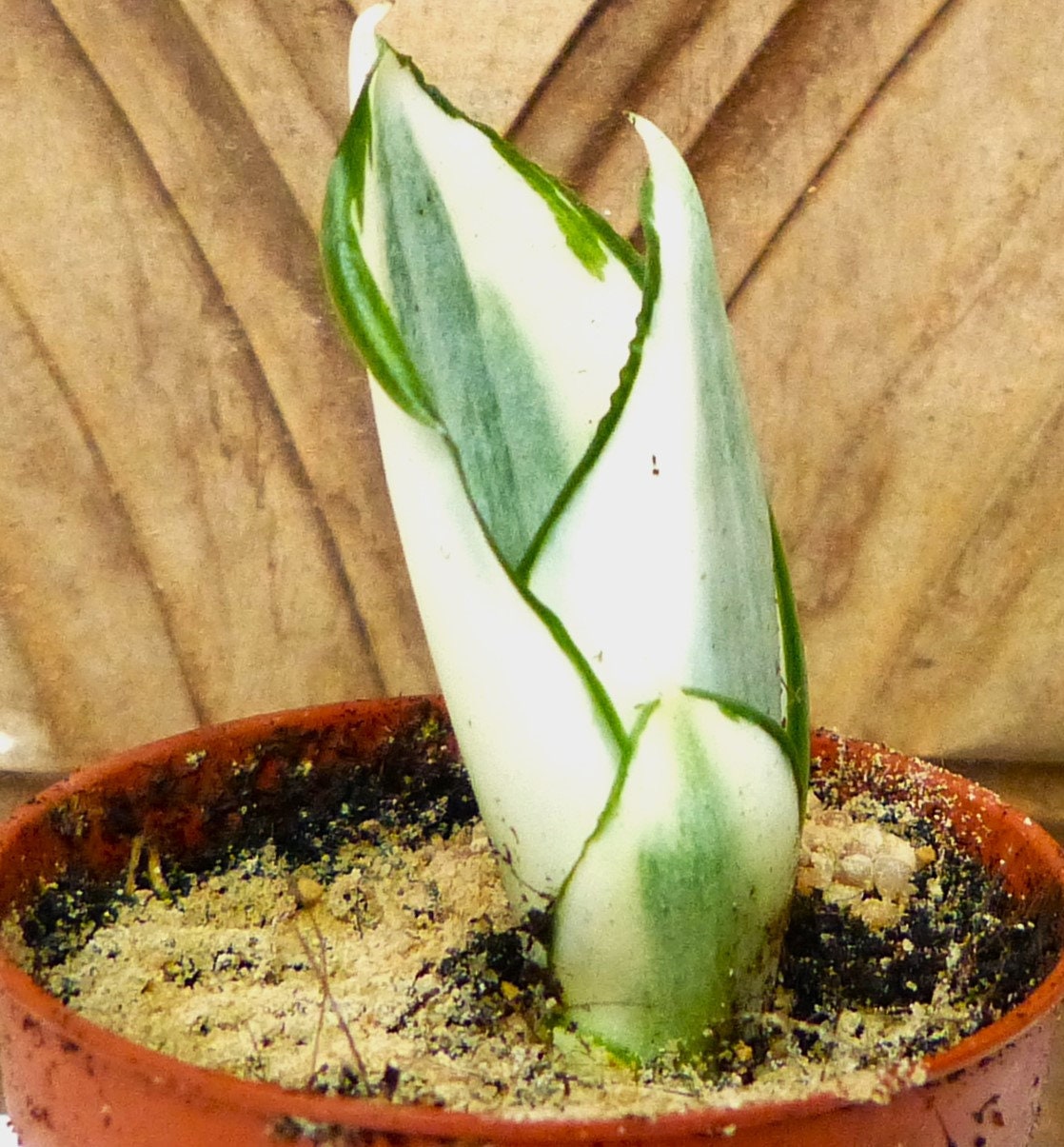 Sanseveria