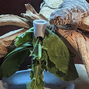 Leafy green feeder