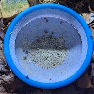 Dusting fruit fly feeder