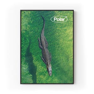 May include: A framed print featuring an overhead view of an alligator swimming in green water. The alligator is dark gray and has a long tail. The water has a rippled texture. The word "Polar" is in a white oval in the upper right corner.