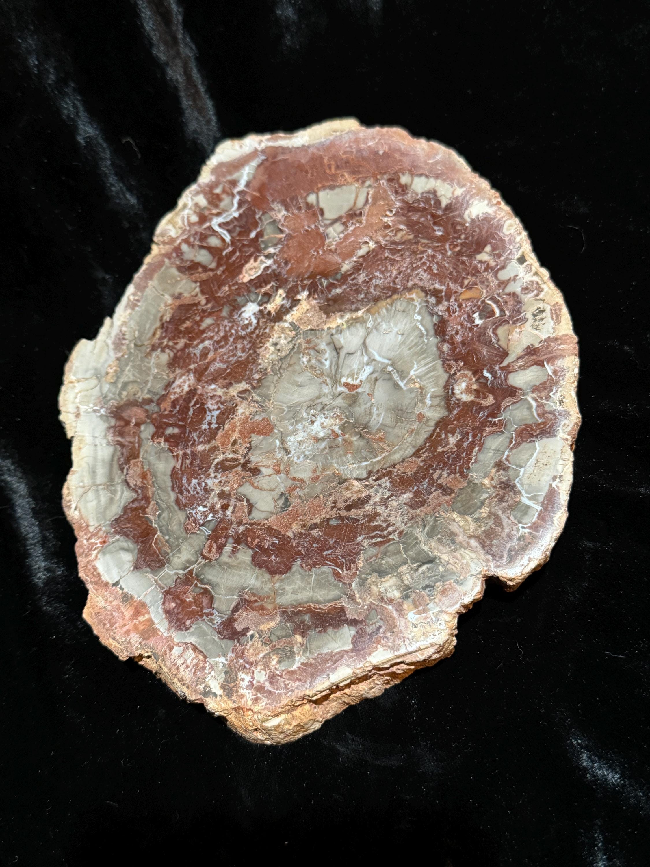 Petrified Wood Tray - Etsy