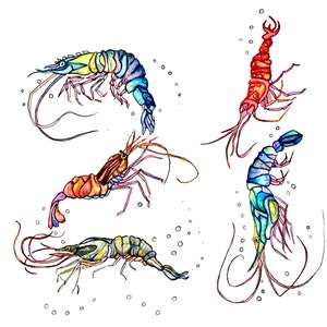 21. Geburtstagskarte- 'Happy Birthday Shrimp!'