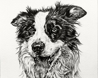 Border Collie Greeting Card- ‘Patch’