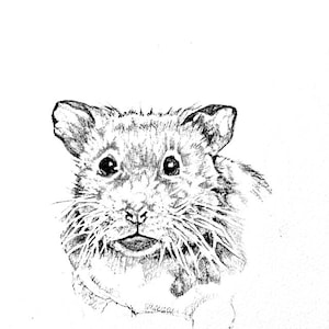 Hamster Greetings Card- ‘Oat’