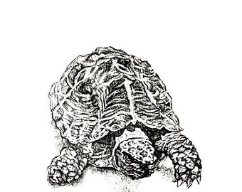 Giant Tortoise Endangered Species Greetings Card - Etsy