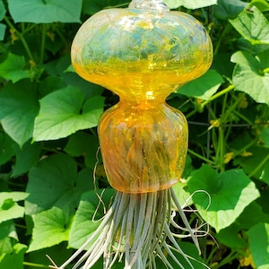 Hand Blown Glass Hanging Air Plant Holder