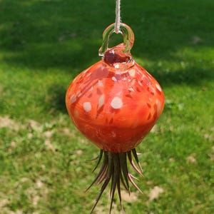 Hand Blown Glass Hanging Air Plant Holder