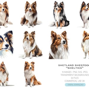 Sheltie Clip Art Bundle - 10 imagens de Shetland Sheepdogs em PNG, JPEG e SVG transparentes para download instantâneo. Uso comercial ok