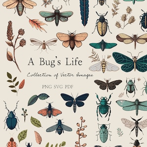 Colección de imágenes prediseñadas vectoriales de A Bug's Life - Imágenes dibujadas de estilo caprichoso boho PNG transparente SVG PDF Insect Art 58 imágenes (117 archivos) Cricut