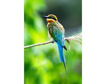 Colorful Bird Matte Vertical Posters, Nature, Birds, Animals, Green, Blue, Yellow, Blue Tailed Bee Eater, Outdoors, Adventure, Feathers