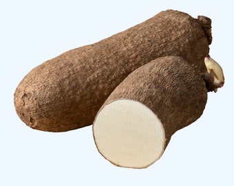 Ñame africano fresco/Ñame fresco de Ghana/Ñame dulce de Ghana