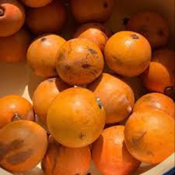 20PCS Sweet Agbalumo/ Sugar Taste Agbalumo/ Sugar Taste Agbalumo