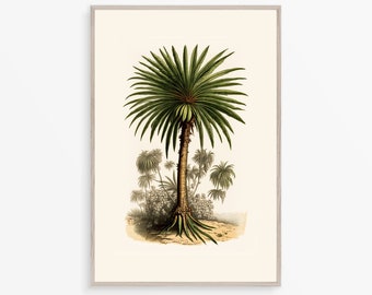 Vintage Palm Art, Antique Palm Tree, Digital Download, Tropical Wall Art, Vintage Botanical, Retro Palm Tree Art, Island Illustration