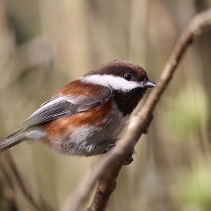 bird