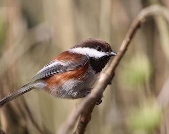 bird