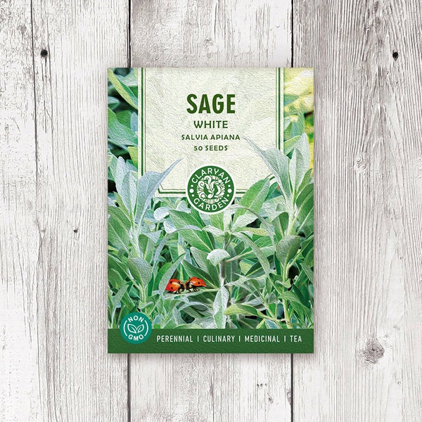 White Sage - 50 seeds NON-GMO open pollinated. Grow herbs at home organically. Wonderful addition for culinary, medicinal and tea uses.