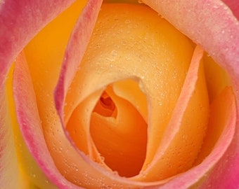 Close-up of Blooming Yellow Pink Tea Rose Flower Digital Photo - Color