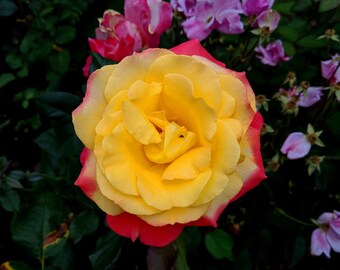 Yellow Tea Rose Flower Digital Photo - Color