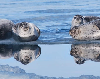 Close-Up Seals Lounging on a Glacial Lagoon Digital Photo - Color