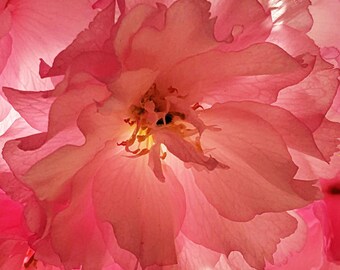 Close-up Pink Cherry Blossom Flower in Bloom Digital Photo - Color