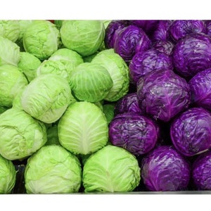 6pc Miniature Closed Lettuce Mixed Lot 1;6-1;12 Scale