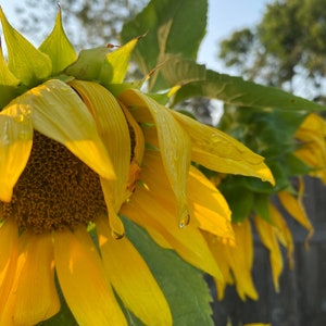 Sonnenblume mit Wassertropfen