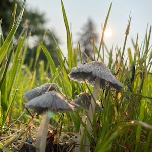 Mushrooms perspective photography
