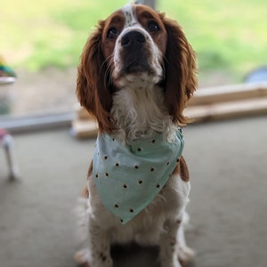 Puede incluir: Un perro Springer Spaniel blanco y marrón con un pañuelo azul claro con un patrón de abejas. El perro está sentado en una superficie gris y mirando hacia arriba.