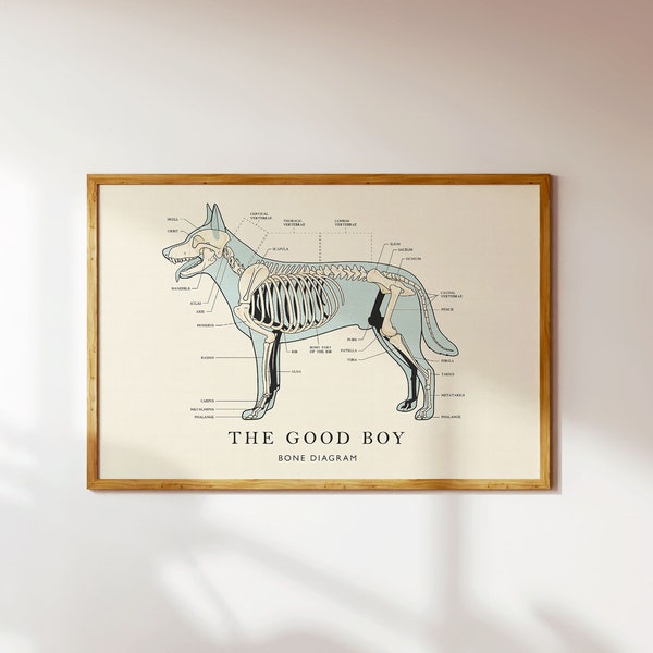 Póster vintage de diagrama de hueso de perro: dibujo esquelético retro (descarga digital)