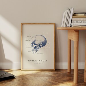 May include: A blue and white anatomical illustration of a human skull with labeled bones. The text at the bottom reads "HUMAN SKULL BONE DIAGRAM".