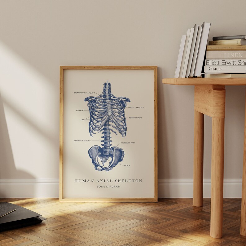 Vintage Axial Skeleton Diagram Art Print: Retro Anatomy Poster (digital ...