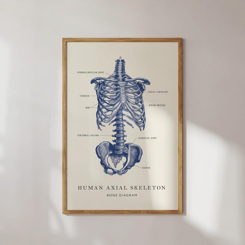 Vintage Axial Skeleton Diagram Art Print: Retro Anatomy Poster (digital ...