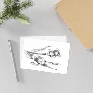 Peut inclure: Dessin au stylo noir et blanc d'une jonquille sur une carte postale blanche. La jonquille est en pleine floraison, avec des lignes détaillées représentant les pétales et la tige. Un stylo argenté et une enveloppe marron sont également dans l'image.