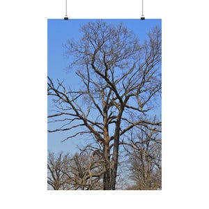 Landscape Photography Poster of Tall Leafless Tree in Midwest USA Nature Preserve | Fine Art Vertical Print on Museum-Grade Paper