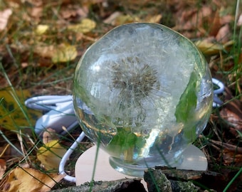 May include: A clear glass sphere containing a dandelion, resting on a wooden base. The dandelion is white and fluffy, with a brown centre. The sphere is surrounded by green grass and brown leaves.