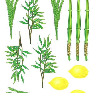 Puede incluir: Ilustración de símbolos religiosos de Sucot, que incluye ramas de palma verdes, ramas de sauce, ramas de mirto, cidras y lulav. La imagen presenta dibujos detallados de los elementos tradicionales utilizados durante la festividad judía.