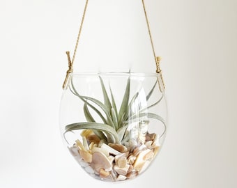 Hanging Air Plant Terrarium Kit, Glass Planter with Shell Decor, Boho Wall Hanging