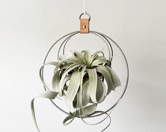 Minimalist Plant Holder, Air Plant Hanger, Xerographica Hanger, Hanging Planter, Gift for plant lover