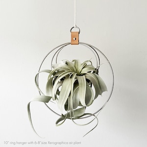 Minimalist Plant Holder, Air Plant Hanger, Xerographica Hanger, Hoop Plant Hanger, Gift for plant lover