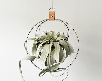 Minimalist Plant Holder, Air Plant Hanger, Xerographica Hanger, Hoop Plant Hanger, Gift for plant lover