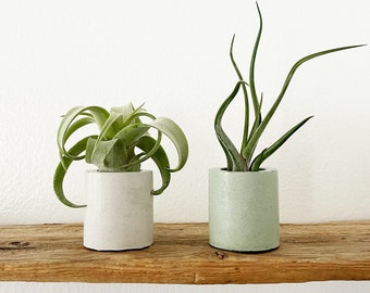 Set of Two Air Plant Holder with Air Plant