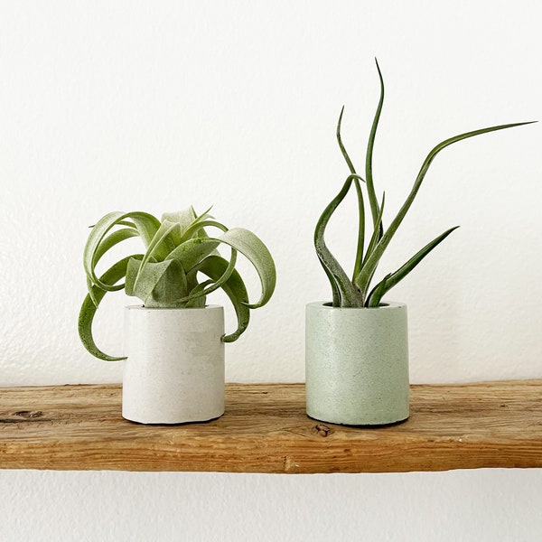 Set of Two Air Plant Holder with Air Plant