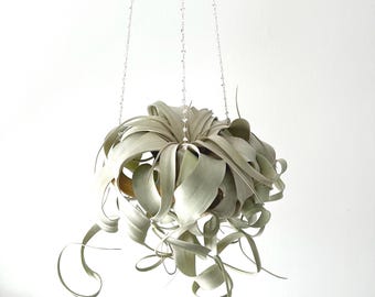 Crystal Beaded Air Plant Hanger, Xerographica Tillandsia Holder, Minimalist Boho Design