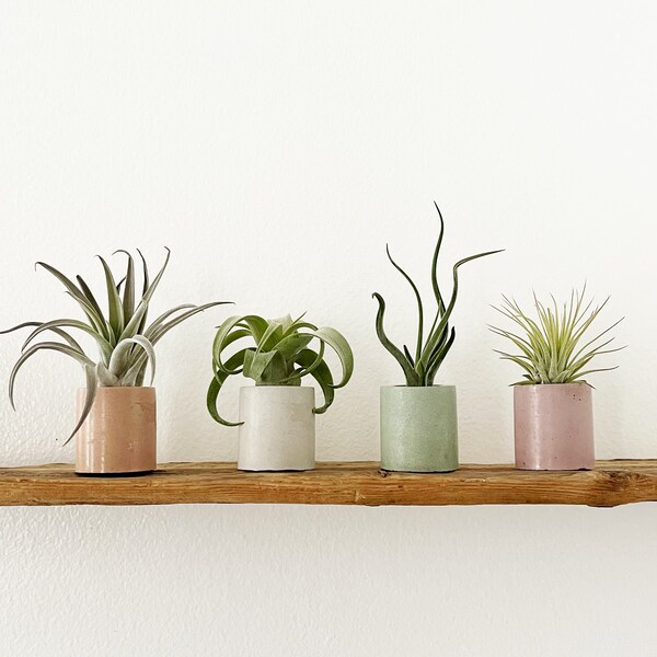 Air Plant Holder Etsy