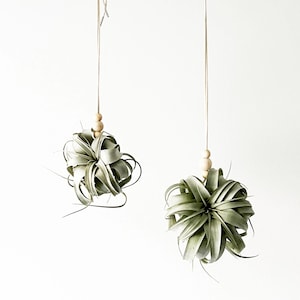 May include: Two hanging air plants with pale green, pointed leaves. Each plant is suspended by a thin cord featuring two small, round, light-colored wooden beads positioned directly above the foliage, creating a vertical display of greenery.