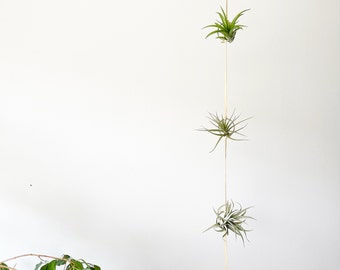 Trio Air Plant Holder, Air Plant Hanger, Leather Plant Hanger