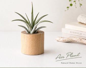 Air Plant with Wooden Holder | Minimal Desk Plant | Easy Care Gift
